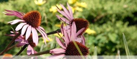 Blumen auf Sprechzeitenseite, Praxis für Homöopathie